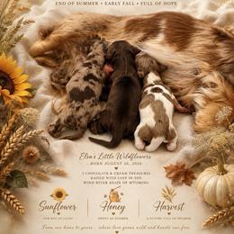 Honey - Dapple female Dachshund puppy in Riverton, Wyoming from Wild Rose Ridge Doxies