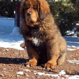 Tibetan Mastiff Puppies from DRAKYI TIBETAN MASTIFFS