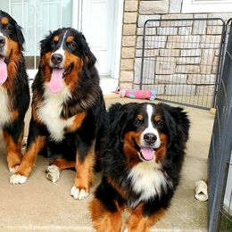 Bernese Mountain Dogs from Kiszkaberns