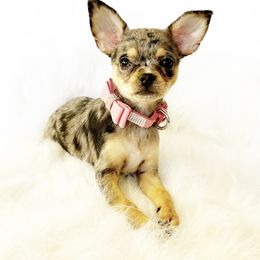 Spice - Merle female Chihuahua puppy in Sacramento, California from Honey Bee Chihuahua’s