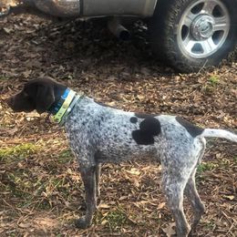 Drake - German Shorthaired Pointer