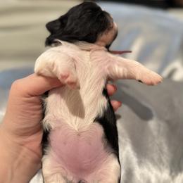 Coco Diva of the Empress - Black and white female Shih Tzu puppy in Ellicott City, Maryland from Dr. Dmitriy Kurenbin PURE SHIH TZU Puppies