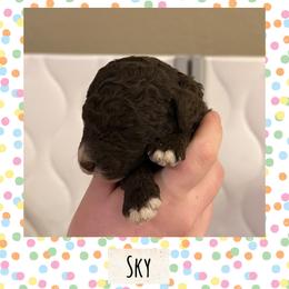 Sky - Brown male Poodle puppy in Surprise, Arizona from Oh Doodles Doodlery