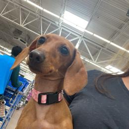 Honey - Dachshund
