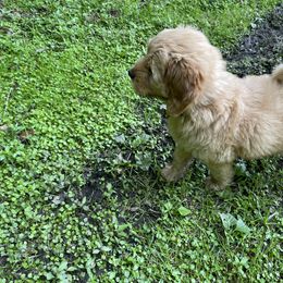 Goldendoodle Puppies from Coal Country Doodles