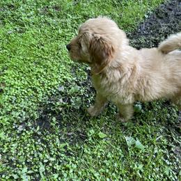 Goldendoodle Puppies from Coal Country Doodles