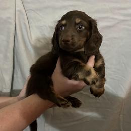 Cashew - Chocolate and tan male Dachshund puppy in Citra, Florida from My Loyal Treasures