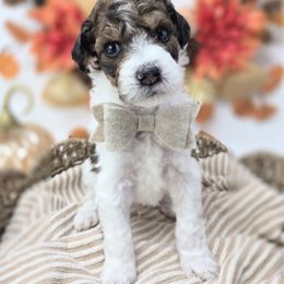 Birch - Phantom male Goldendoodle puppy in Leander, Texas from Doodle Doula