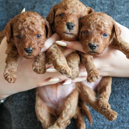Poodle Puppies from bemi_toys