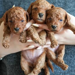 Poodle Puppies from bemi_toys