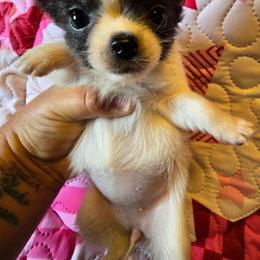 Tilly - Blue and white female Chihuahua puppy in Amity, Pennsylvania from Baxters Chihuahuas