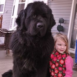 Newfoundland Puppies from Tonka Bay Newfoundlands