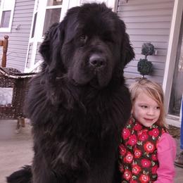 Newfoundland Puppies from Tonka Bay Newfoundlands