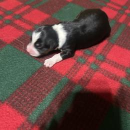 Black tri - Black tri-color female Australian Shepherd puppy in Saratoga Springs, New York from Rock Springs Australian Shepherds