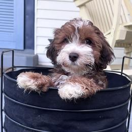 Girl 3 - female Havanese puppy in Rayne, Louisiana from Cajun Coast Havanese