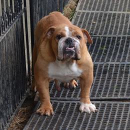 Casey - Bulldog