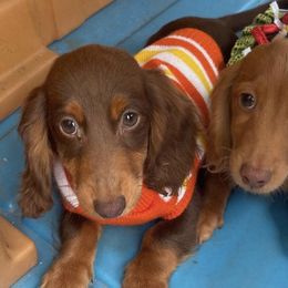 Dachshunds from Sweettooth Minis