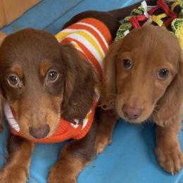 Dachshunds from Sweettooth Minis