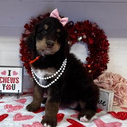 Pat Benatar - Brown female Bernedoodle puppy in Gilbert, Arizona from The Berne Barn... it’s a Doodle thing!