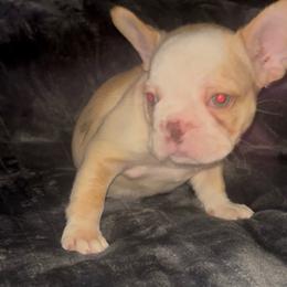 Orange collar. Cal doggo - Cream male French Bulldog puppy in Roland, Oklahoma from Ruff it up frenchies