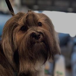 Panini - Havanese