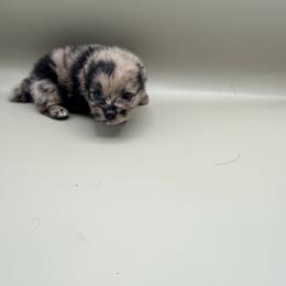 Henry - Blue merle male Pomeranian puppy in Brandon, Vermont from Poms All Day