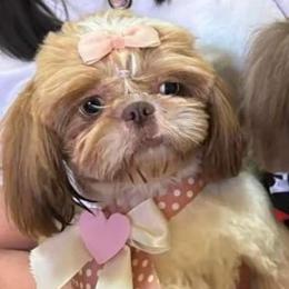 Mini - Shih Tzu