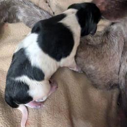 Girl 1 - Black and white female German Shorthaired Pointer puppy in Appleton, Wisconsin from Kay Quaintance's German Shorthaired Pointers