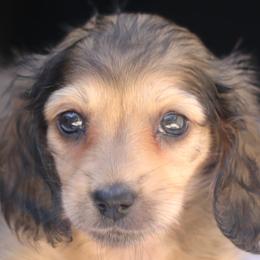 Lorelei - Blue and tan female Dachshund puppy in Azle, Texas from American Dachshunds