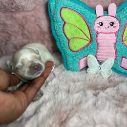 Prada - White female Poodle puppy in Garner, North Carolina from House of Paws Heritage Nursery