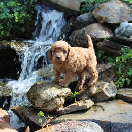 Goldendoodles from Northwest Mini Doodles