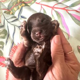 Sweetie - Chocolate female Havanese puppy in Arizona from HavaDoggie