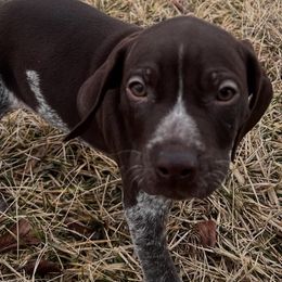 German Shorthaired Pointers and Havanese from Room For One More