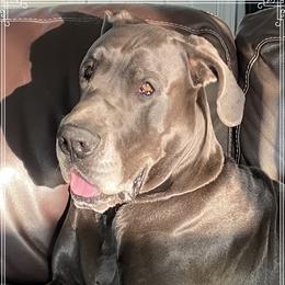 Milo - Great Dane