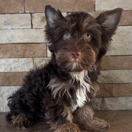 Omar - Liver male Yorkshire Terrier puppy in Parkersburg, West Virginia from Chocolate Diamonds in the RUFF