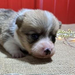 Pearl - White and red female Pembroke Welsh Corgi puppy in Fayetteville, Tennessee from Sulphur Springs Corgis