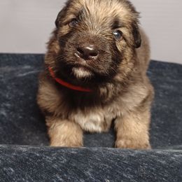 Shiloh Shepherd Puppies from Orchard Hills Shilohs