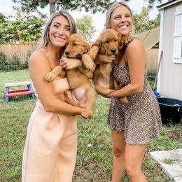 Golden Retriever Puppies from Salty Goldens