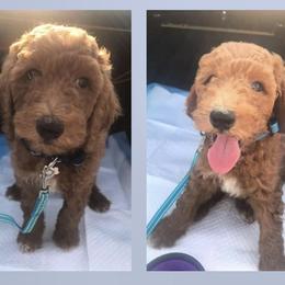 Goldendoodle Puppies from Bourbon and Lace Doodles LLC
