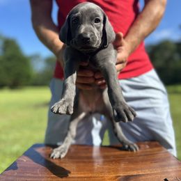 Weimaraner Puppies from Georgia Line Weimaraners