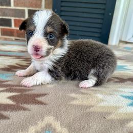 Yellow Collar Girl Marigold - Blue female Pembroke Welsh Corgi puppy in Paris, Kentucky from Flat Run Corgis