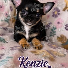 Kenzie - Black and tan female Chihuahua puppy in Rocky Mount, Virginia from Teeny Chihuahuas