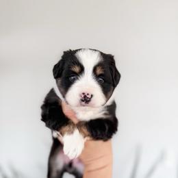 Judy - Black tri female Miniature Australian Shepherd puppy in Goldsboro, North Carolina from Maple Ridge Farm