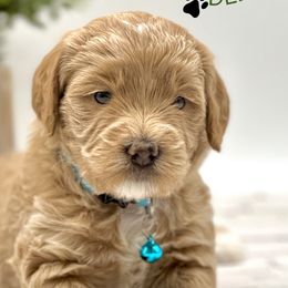 Boy 1 - Apricot Goldendoodle puppy in Draper, Utah from Draper Doodles