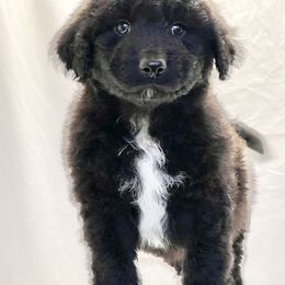 Aussiedoodle Puppies from Barefoot Acres NC Aussie Doodles