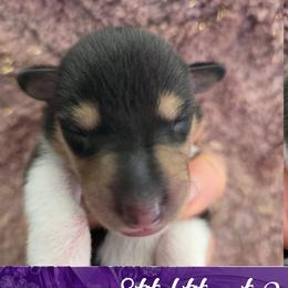 Stitchtight - Black white and tan female Collie puppy in Oregon City, Oregon from Laurelee Collies
