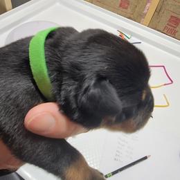 Nadia (Neon Collar) - Black and mahogany female Rottweiler puppy in York, South Carolina from CenturionOne LLC