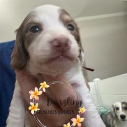 Hope - Piebald female Dachshund puppy in Kissimmee, Florida from Dazzling Frenchies and Doxies