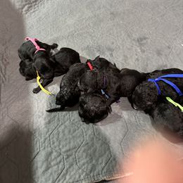 Assorted Doodle Crosses Puppies from Hippdoodranch