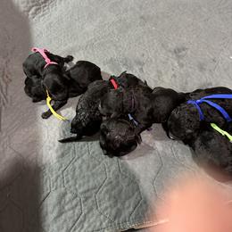 Assorted Doodle Crosses Puppies from Hippdoodranch